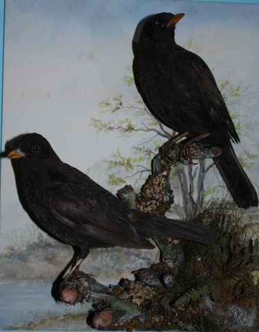  pennblackbirds [640x480].JPG